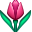 🌷