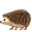 🦔